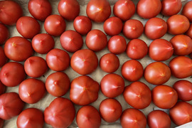 弾ける旨味・甘み！【ト・マーレ】禁断の濃密さ 800g