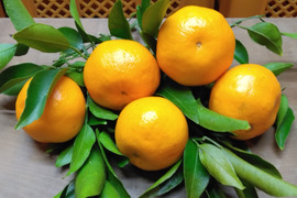 静岡県産　はるみオレンジ　約4.0㎏