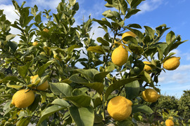 広島県産 農薬不使用 完熟 レモン 5kg