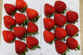 【吉見町産・土耕いちご】あまりん｜濃厚な甘さの完成形｜朝採れ 500g