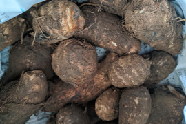 その他里芋の通販｜里芋｜食べチョク｜産地直送(産直)お取り寄せ