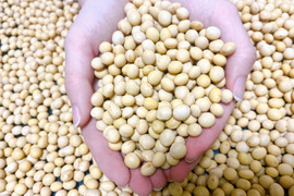 大豆（里のほほえみ）２kg農薬不使用•無施肥