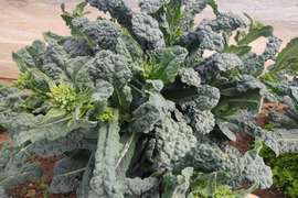 ✨【今だけのご馳走】黒キャベツの親子セット（ベビーネロ（花芽）＋カーボロネロの葉セット）｜食感も味も2度おいしいイタリア野菜✨農薬・化成肥料不使用