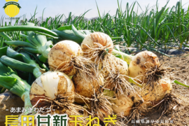 2026年度とれたて！長崎県諫早市長田産 甘新玉ねぎ
ミネラル豊富な土壌で育てた甘味際立つ新玉ねぎ
お試しサイズ1.5kg Lサイズ
