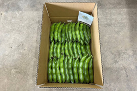 5月発送 春の味覚農家直送！甘くてしっとり房州そら豆4キロ。