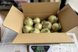 新玉ねぎ（七宝早生）