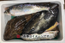 未利用魚ボックス3kg詰合(鮮魚ボックス 梅コース)