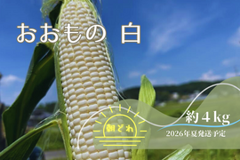 【2026年7月予約🌽夏ギフト🎁】
＼生で食べられる白い宝石🌽／
中津川産大橋農園プレミアム『純白とうもろこし』おおもの白 4kgセット
✨糖度20度前後！朝採り＆即日冷蔵発送／数量限定！