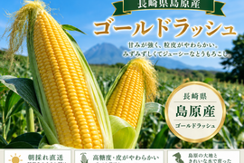 糖度抜群！島原の太陽が育てたゴールドラッシュ とうもろこし　１０本セット