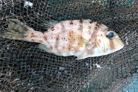 ▼数量限定（良型）【高級魚 天然メイチダイ】 希望があれば1魚種おまけ付き！