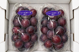 全国 送料無料！種無し大粒ぶどう糖度16度〜20度以上『ニューピオーネ』800g以上2房セット箱入り