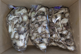 博多のシャキシャキらっきょう　3kg　福岡県産