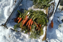 有機雪下にんじん（わけあり9㎏）～にんじん本来の味をお楽しみください～
ジュースなどにも最適です