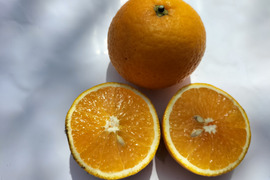 甘さ最高!高級オレンジ「星タンゴール」限定4箱(約23〜25個）
