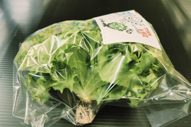 農薬、化学肥料不使用　しゃきしゃきフリルレタス約130ｇ