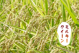 【R5年度新米】ミルキークイーン・白米無洗米（5kg）【栽培期間中　農薬・化学肥料不使用】