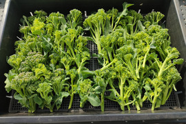 ✨農薬・化成肥料不使用の新鮮スティックセニョール（茎ブロッコリー）約1.3kg✨😊