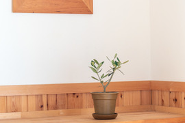 オリーブ 鉢植え 「コレッジョラ」 シンボルツリー 観葉植物