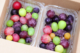 【樹上完熟】粒ぶどう３種食べ比べ詰め合わせセット 農薬不使用 自然栽培 四万十産