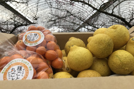 【家庭用】きんかん1kgはるか2.5kg