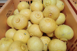 【訳あり】ジュース　広島県産　はるか　9.5kg(箱込み)