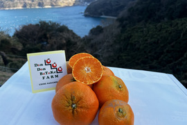 愛媛オリジナル品種！甘平！限定！（家庭用・5kg）