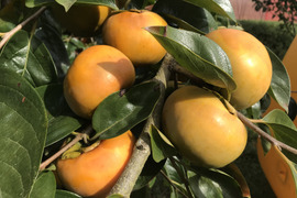 大分県産柿とおまけのカボス2箱セット