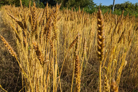 うどん　(乾麺)200g×4袋