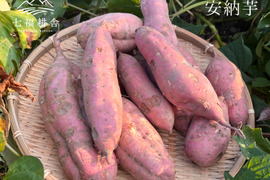 【訳あり・家庭用】安納芋5kg｜毎日の料理にも、おやつにも｜おがくず梱包