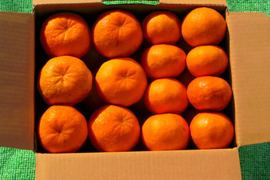 岸良ポンカン5キロ箱Ｌ玉（10～14）、Ｍ玉（14～20）混合。令和7年12月以降当果樹園をご利用いただいた方限定。