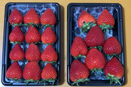 【希少あまりん】４パック(1Kg) 朝採れ🍓