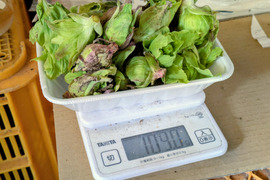 春一番ふきのとう単品