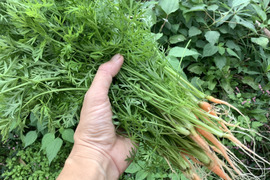 苗の販売🌱マコモダケを育ててみよう！（5〜8株）：兵庫県産の