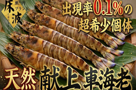 🦐1000匹に一尾の献上個体🦐規格外超の極上天然『献上車エビ』長州床波ブランド希少水揚げ【9月中旬予約】