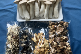 【福袋2025】夏こそきのこを食べよう！とてもお得な福袋特別セット【数量限定】