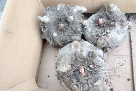 こんにゃく芋
今年も立派に育ちました。
３ｋｇ入り箱でお届け致します。
一玉1Kg~1.3Kgになります。