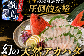 【市場では滅多に出会えない白身の王族】島人が守り抜いた奇跡の甑島ブランド№１高級鮮魚『幻の天然アカハタ』業界初パウダースノー冷凍最高鮮度🐟お試しキャンペーン約300g甑島ブランド【5月下旬予約】
