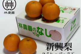 酸味と甘みのハーモニー　新興梨 約2.5kg(5～7玉)【ギフト・熨斗対応】