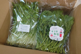 サラダ春菊・サラダ水菜／250ｇ×各2袋　〈生で食べるサラダ野菜：大容量パック〉