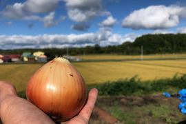 【北海道産】新玉ねぎ 5kg ★いろいろな料理に使える万能野菜