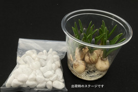 可愛らしいムスカリ紫６球 透明クリアカップ入(小石付）
【期間限定】