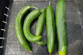 🥒【訳あり・規格外】たっぷり食べたい方に！朝採れキュウリ 約1.2kg｜太め・曲がり・傷・虫食いあり｜農薬・化成肥料不使用🥒