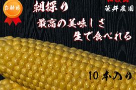 【激甘】美味しいと判断したものだけをお届け 黄色のトウモロコシ (10本)