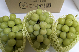 長野県産冷蔵シャインマスカット1.5kg(3〜4房)