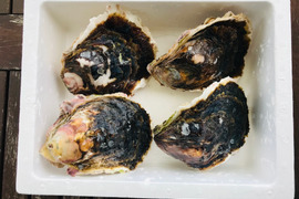 奥能登　石川県穴水産　濃厚　岩牡蠣（生食用）　殻付き4個　＜300g以上～500g前後/１個＞　短冊熨斗対応可