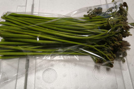 なべくら高原産　柔らかい「わらび」　1.5kg