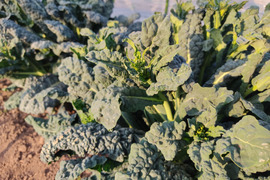 ✨【激レア】【今だけ限定】イタリアの黒い宝石“ベビーネロ”約100g＋旬のお野菜セット｜農薬・化成肥料不使用✨