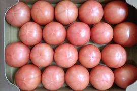 朝採り直送！　新鮮大玉トマトLサイズ20個かMサイズ24個　4kg箱