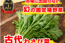 【引き立て役No.1 “香りを食べる葉”】🌱古代わさび菜☆肉・魚・油料理を完成させる辛香味🌱古代種ブランド野菜【農薬不使用】【化学肥料不使用】【固定種】お試し約500g【5月中旬予約】