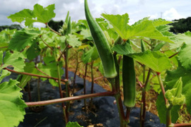 【静岡県浜松産】やわらか・丸オクラ　500g～